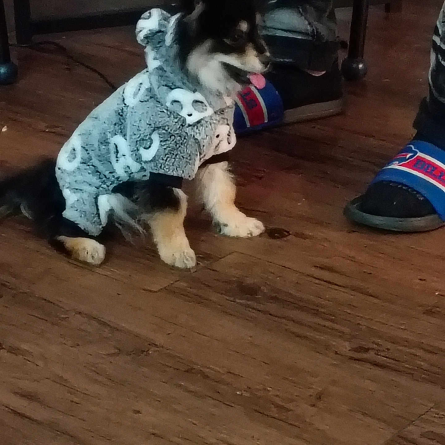 Stromi Rose is registered to the contest to win money with this photo: animal, black, clothing, cozy, cute, dog, floor, footwear, gray, hoodie, indoor, legs, person, pet, puppy, sitting, slippers, tongue_out, white, wood_floor