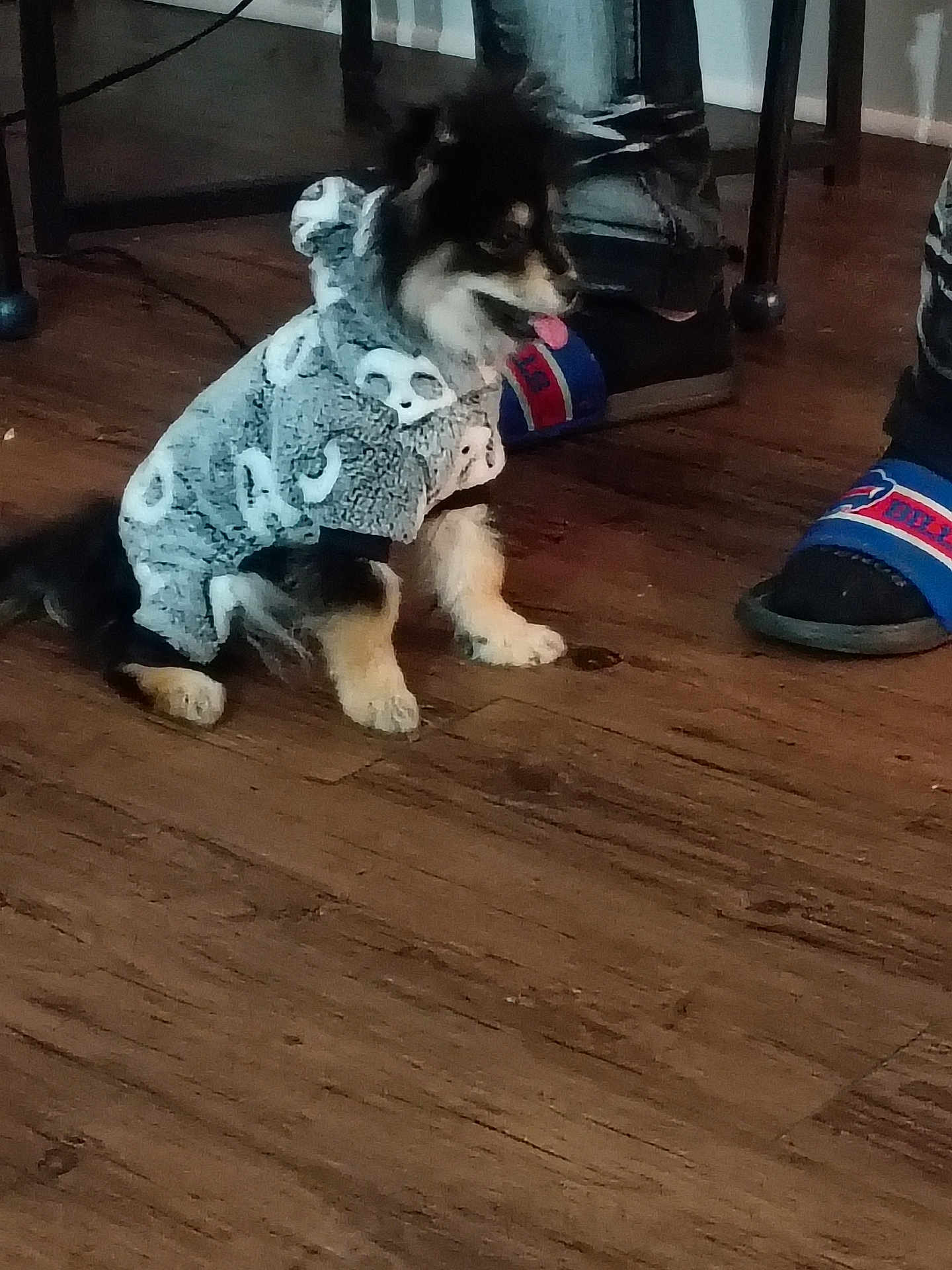 Stromi Rose is registered to the contest to win money with this photo: dog, puppy, clothing, hoodie, indoor, floor, wood_floor, pet, animal, tongue_out, sitting, footwear, slippers, person, legs, cute, cozy, gray, black, white