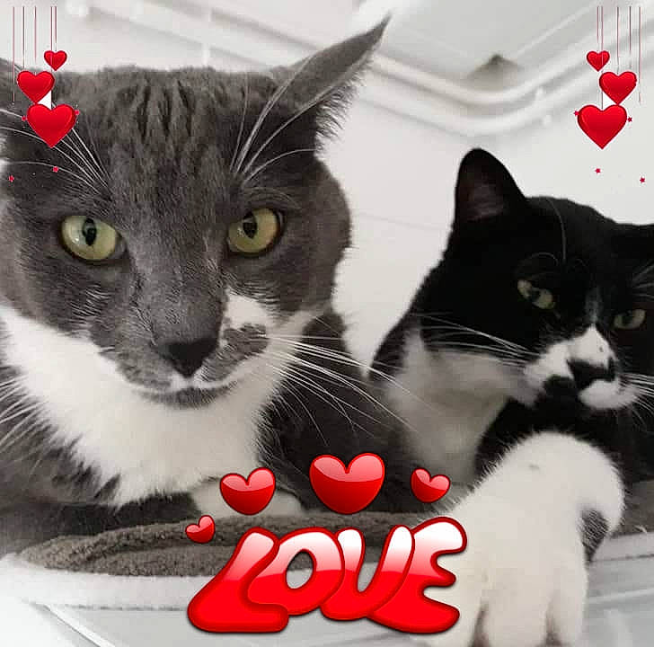 Gribouille Et Freezby