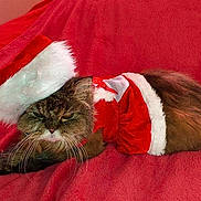 Chanel participe au concours pour gagner de l'argent avec cette photo :