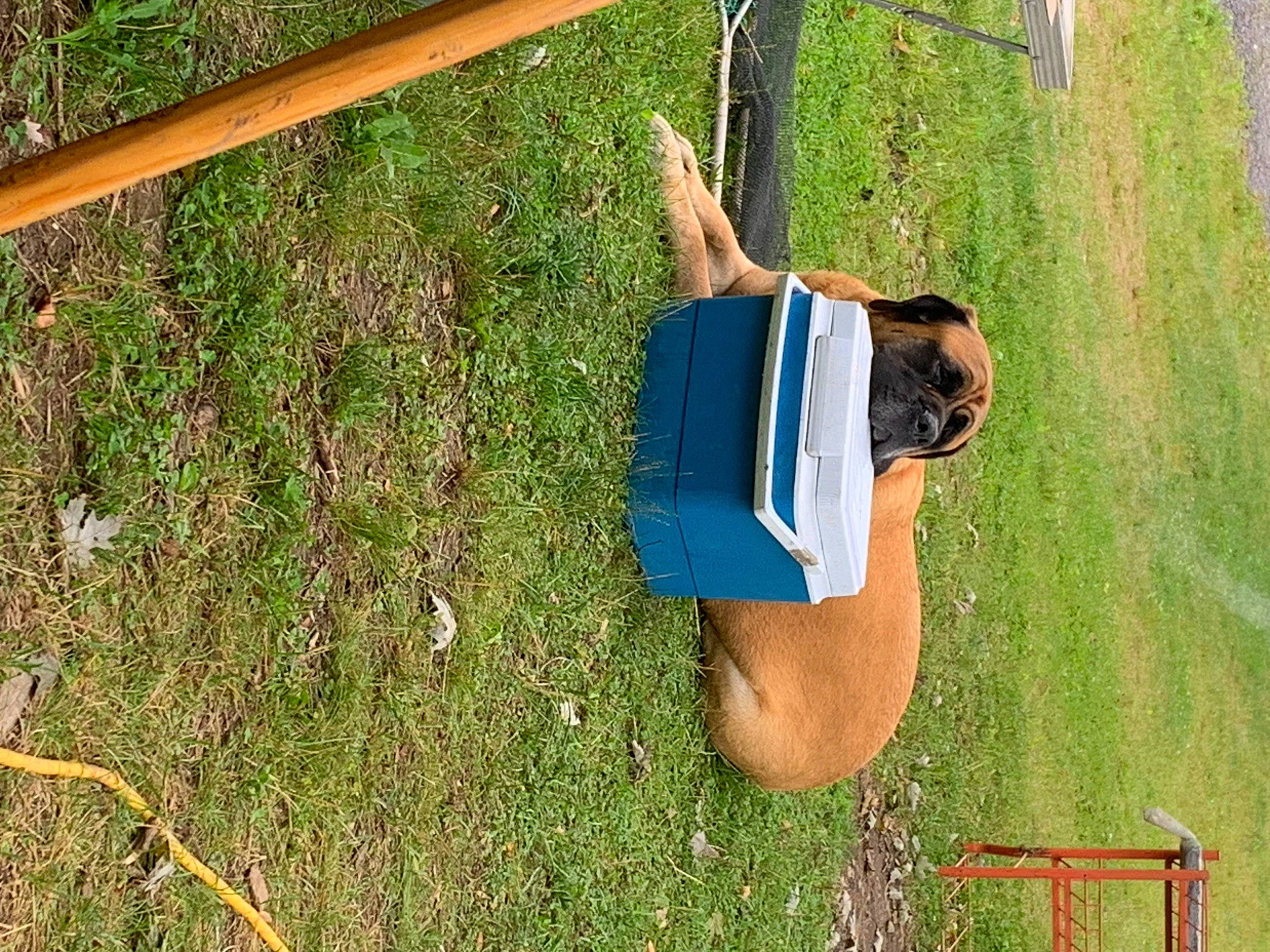 Porter is registered to the contest to win money with this photo: elbow, fun, grass, grass_family, grassland, hat, landscape, lawn, leisure, people_in_nature, plant, shorts, shrub, soil, sunglasses, t_shirt, tree, wood, yard