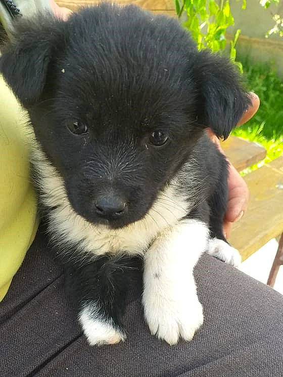 Aïko a rejoint le concours — aidez-le/la à gagner de superbes lots ! border_collie, canidae, carnivore, companion_dog, dog, dog_breed, mammal, puppy, rare_breed_dog, sporting_group, stabyhoun, vertebrate