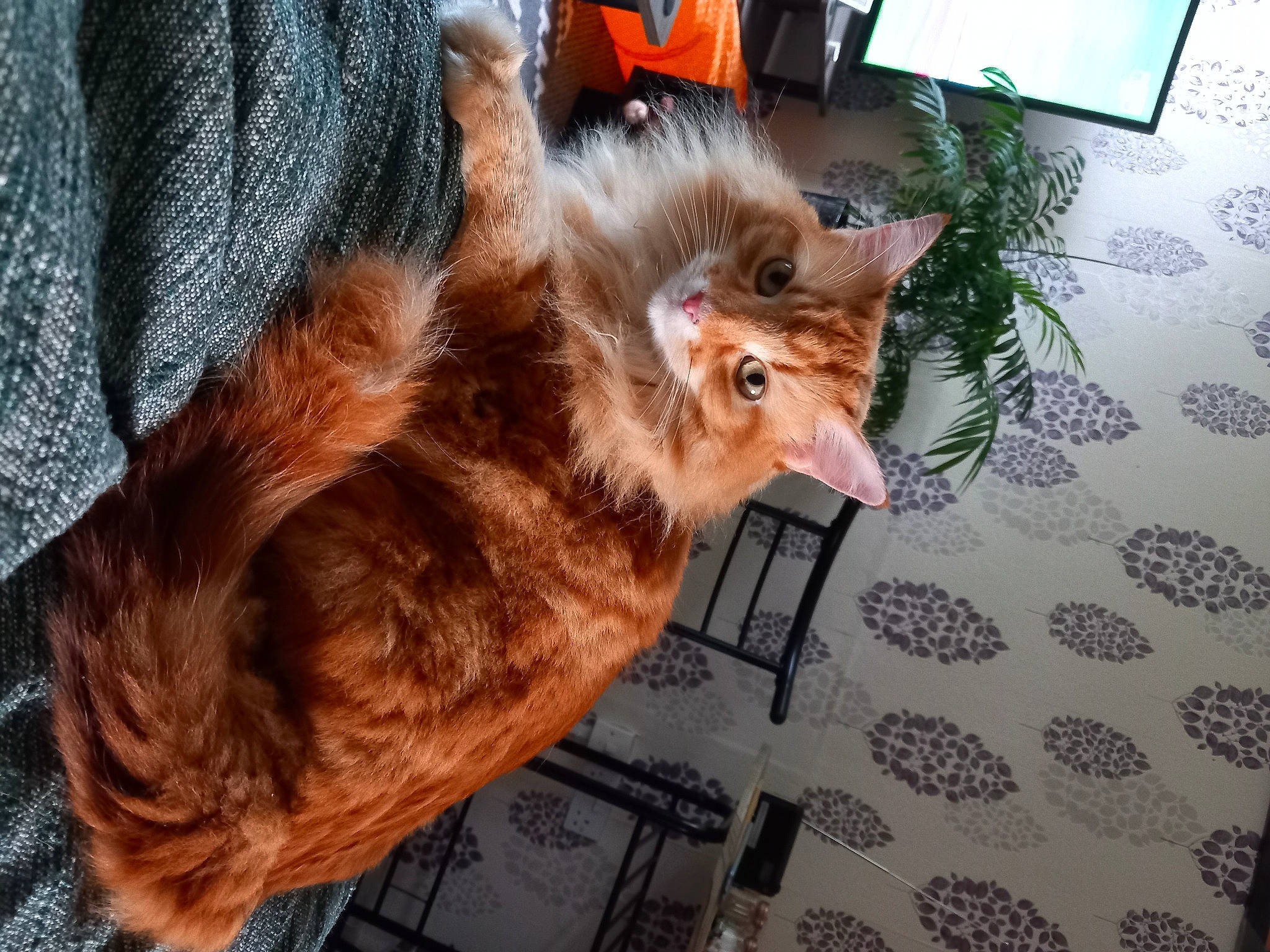 Holly joined the competition — help win amazing prizes! canidae, carnivore, cat, claw, companion_dog, dog_breed, domestic_short_haired_cat, fawn, felidae, flooring, fur, fur_clothing, human_leg, liver, paw, small_to_medium_sized_cats, snout, sporting_group, tail, whiskers