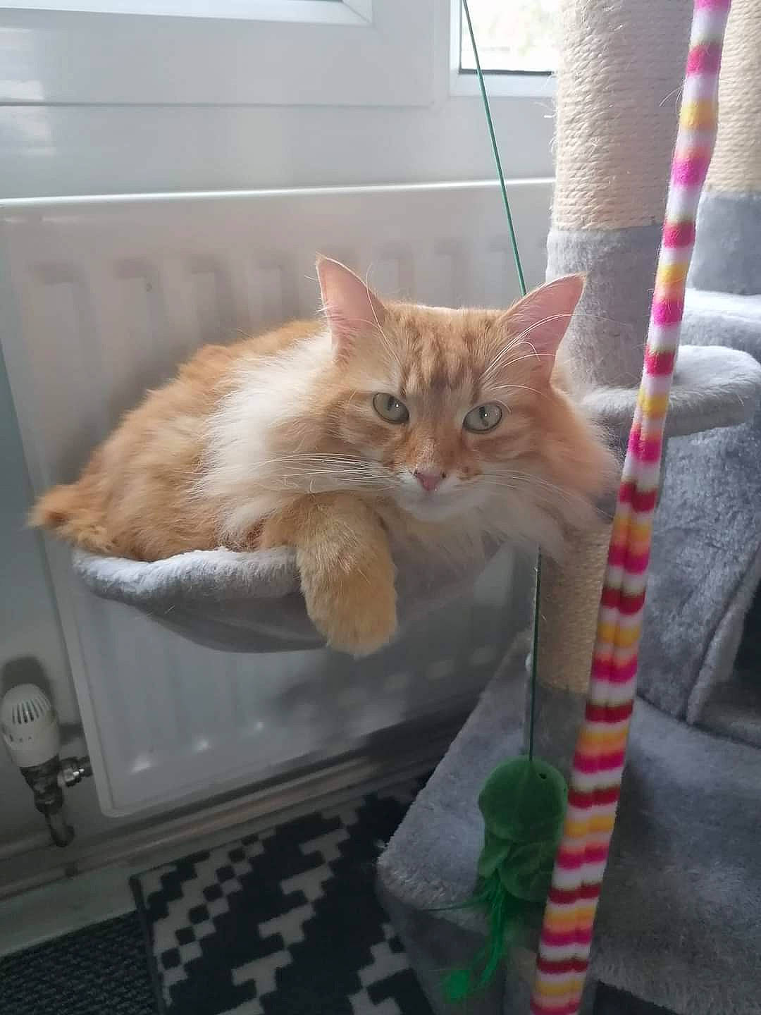 Holly joined the competition — help win amazing prizes! cardboard, carnivore, cat, cat_supply, claw, comfort, domestic_short_haired_cat, fawn, felidae, fur, paw, plant, room, small_to_medium_sized_cats, tail, whiskers, wood