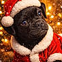 animal, black_dog, bokeh, celebration, christmas_outfit, costume, cute, dog, festive, fur, holiday, indoors, lights, pet, portrait, puppy, santa_hat, snow, snowflakes, warm_lighting