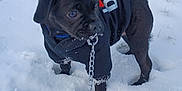 Buggzie is registered to the contest to win money with this photo: animal, black_dog, canine, cold, cute, daylight, dog, fur, hoodie, leash, nature, outdoor, pet, playful, puppy, small_dog, snow, walking, winter, young_dog