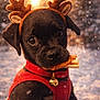 animal, bell, black_dog, bone, christmas, cute, dog, festive, holiday, outdoor, peanut_butter, pet, portrait, puppy, red_harness, reindeer_antlers, snow, snowflakes, sunset, winter