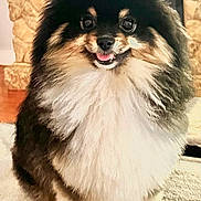 Ringo is registered to the contest to win money with this photo: dog, pomeranian, fluffy, black, white, pet, indoor, carpet, smiling, cute, animal, fur, small_dog, tongue_out, sitting, cozy, fireplace, home, portrait, friendly