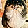 Ringo
