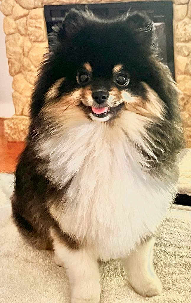 Ringo