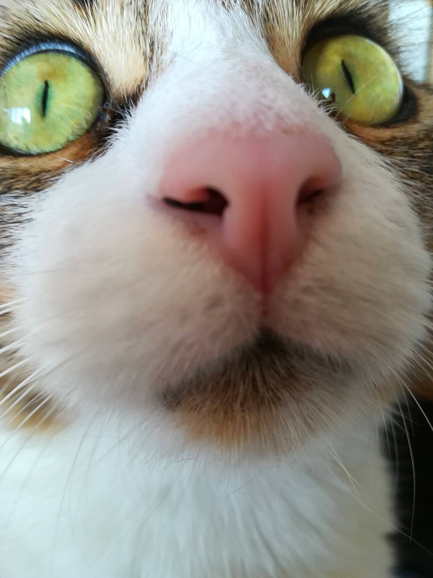 Nami participe au concours pour gagner de l'argent avec cette photo : carnivore, cat, close_up, domestic_short_haired_cat, ear, eyelash, felidae, fur, iris, nose, photography, small_to_medium_sized_cats, snout, terrestrial_animal, whiskers, white