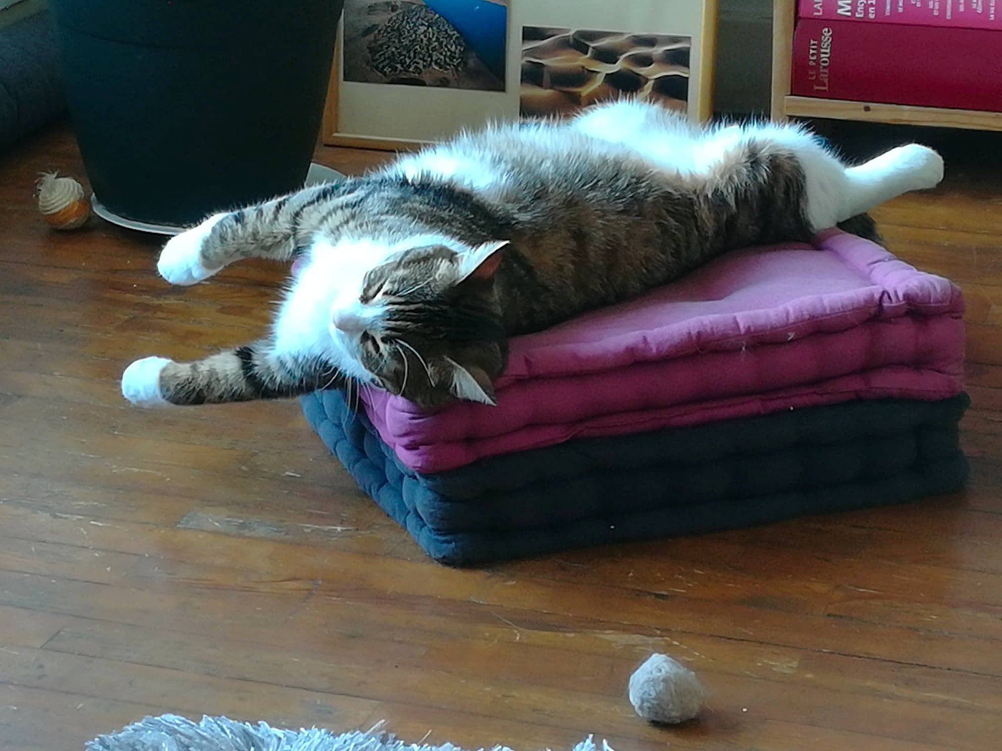 Nami participe au concours pour gagner de l'argent avec cette photo : carnivore, cat, chair, comfort, companion_dog, couch, felidae, floor, flooring, furniture, hardwood, house, laminate_flooring, living_room, room, small_to_medium_sized_cats, tail, whiskers, wood, wood_flooring