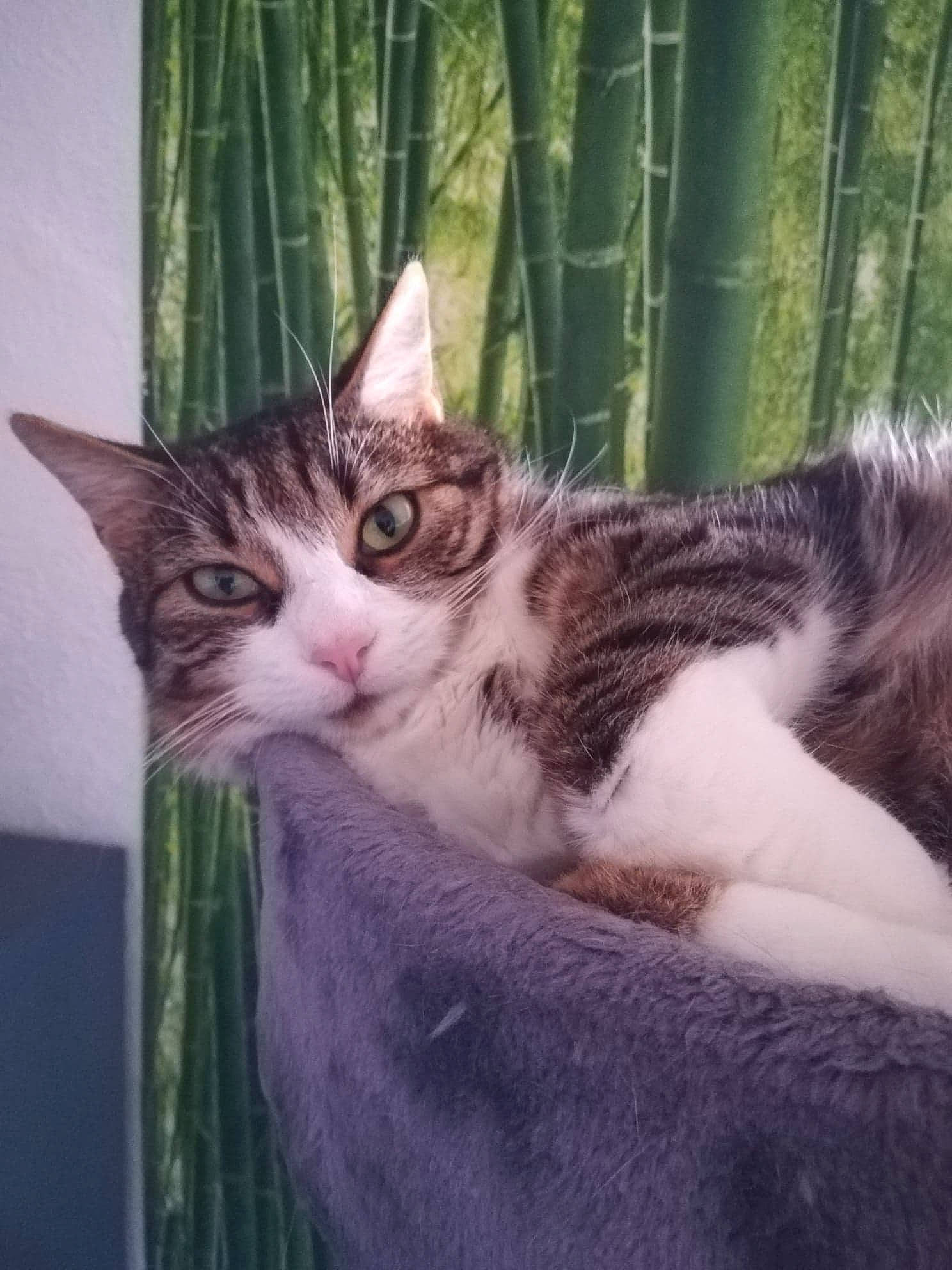 Nami a rejoint le concours — aidez-le/la à gagner de superbes lots ! carnivore, cat, curtain, domestic_short_haired_cat, door, eye, felidae, fur, grass, mammal, paw, plant, small_to_medium_sized_cats, snout, tail, tree, vertebrate, whiskers, wildlife, window