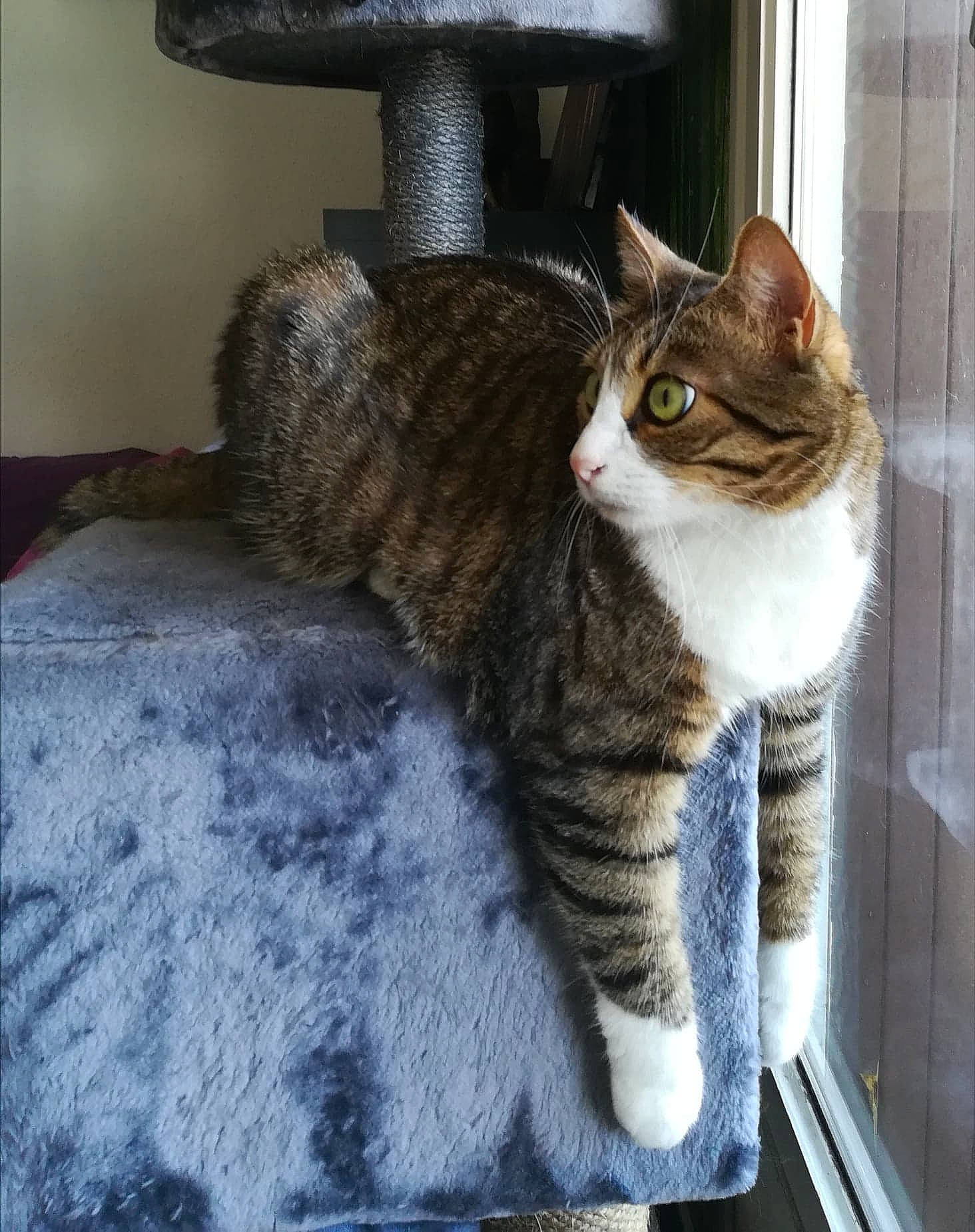 Nami a rejoint le concours — aidez-le/la à gagner de superbes lots ! carnivore, cat, cat_furniture, cat_supply, comfort, domestic_short_haired_cat, door, felidae, fur, grey, paw, sitting, small_to_medium_sized_cats, snout, tail, textile, tree, whiskers, window, wood