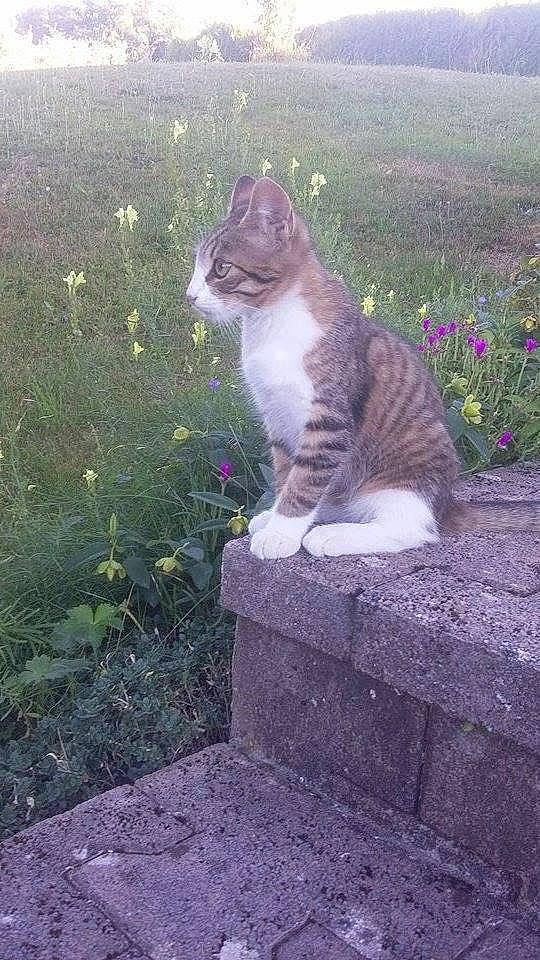 Nami participe au concours pour gagner de l'argent avec cette photo : aegean_cat, cat, cat_like_mammal, domestic_short_haired_cat, fauna, grass, small_to_medium_sized_cats, tabby_cat, tail, tree, whiskers