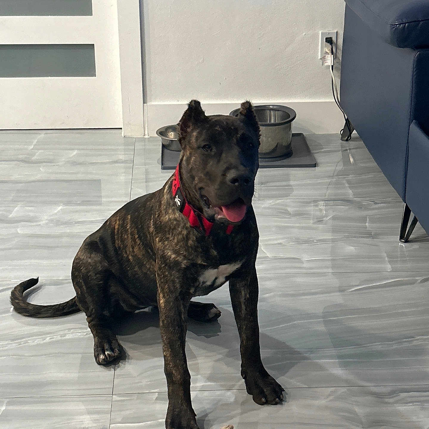 Yacuza is registered to the contest to win money with this photo: animal, brindle, collar, couch, dog, domestic, door, floor, floor_tiles, furniture, happy, indoor, pet, pet_bowls, playful, plush_toy, sitting, tongue_out, toy, wall