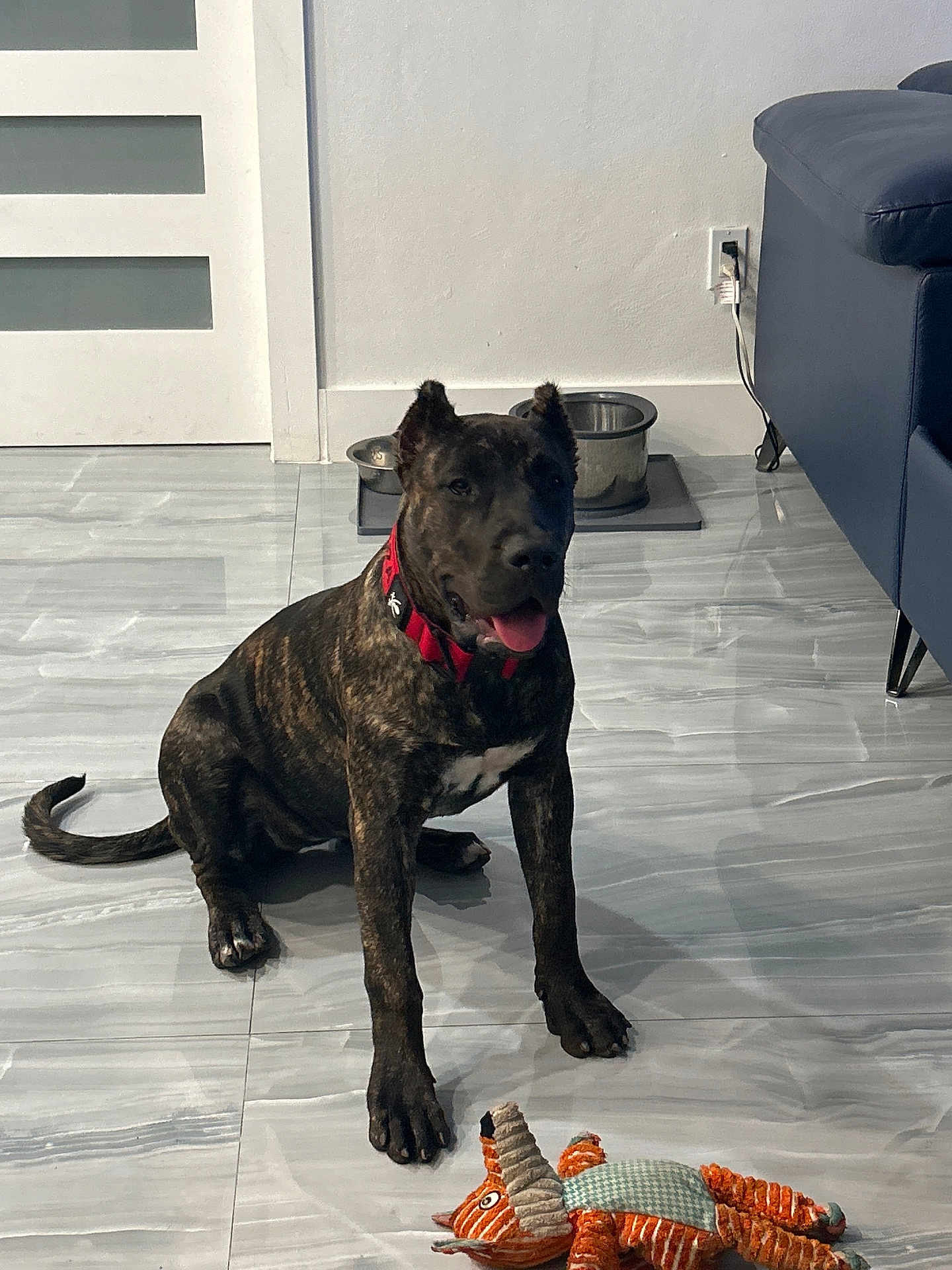 Yacuza is registered to the contest to win money with this photo: dog, indoor, floor, plush_toy, brindle, collar, pet_bowls, couch, wall, door, tongue_out, sitting, playful, floor_tiles, happy, domestic, animal, pet, furniture, toy