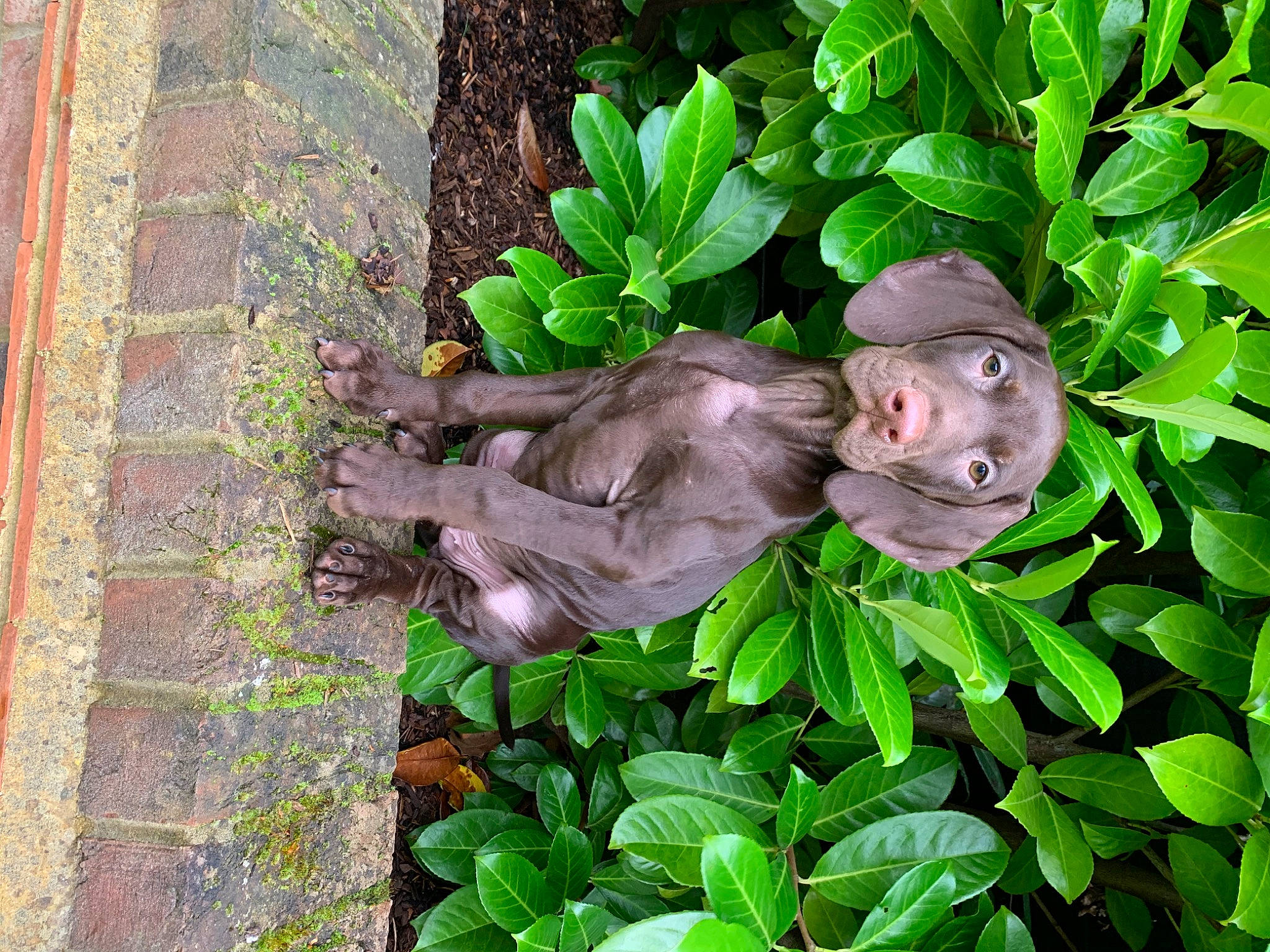 Hektor joined the competition — help win amazing prizes! art, artifact, flowerpot, garden, grass, groundcover, herb, houseplant, lawn_ornament, monument, organism, plant, plant_stem, sculpture, shrub, statue, stone_carving, terrestrial_animal, terrestrial_plant, wood