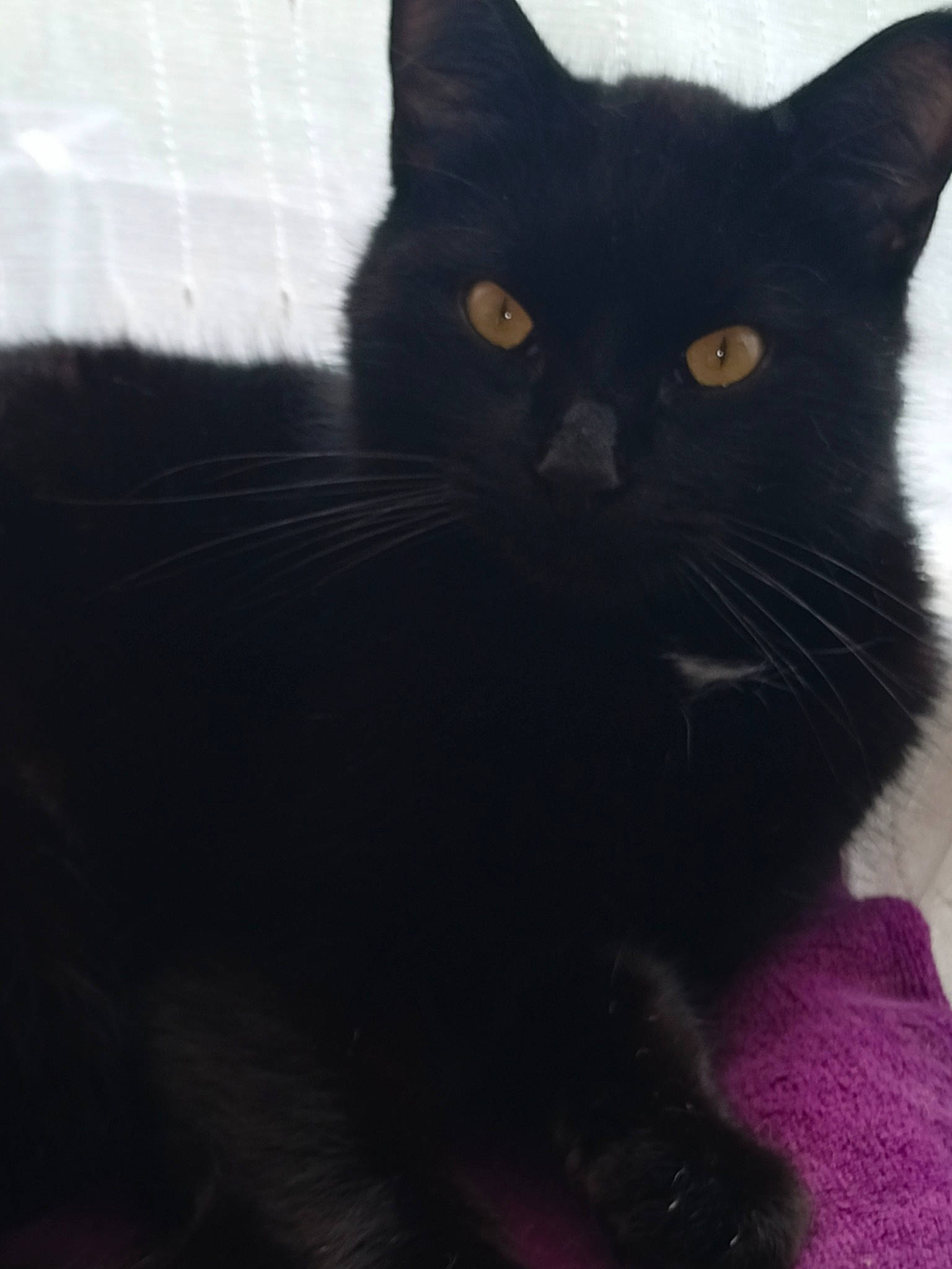 Negan a rejoint le concours — aidez-le/la à gagner de superbes lots ! black_cat, bombay, carnivore, cat, claw, comfort, domestic_short_haired_cat, eye, felidae, fur, paw, small_to_medium_sized_cats, snout, tail, terrestrial_animal, whiskers