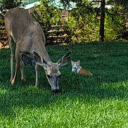 Tigger is registered to the contest to win money with this photo: deer, cat, grass, outdoor, nature, animal, wildlife, greenery, tree, fence, daylight, mammal, grazing, resting, peaceful, calm, field, wild_animal, orange_cat, brown_deer