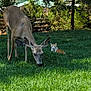 deer, cat, grass, outdoor, nature, animal, wildlife, greenery, tree, fence, daylight, mammal, grazing, resting, peaceful, calm, field, wild_animal, orange_cat, brown_deer