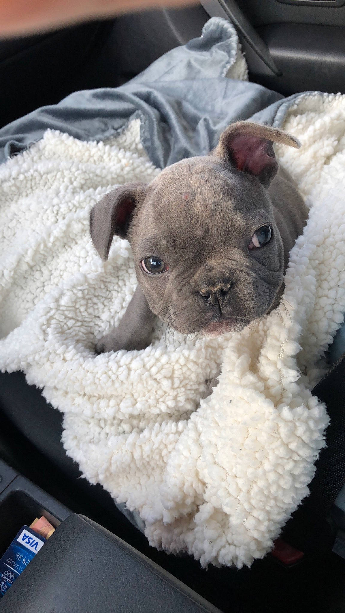 Yago a rejoint le concours — aidez-le/la à gagner de superbes lots ! boston_terrier, bulldog, canidae, carnivore, companion_dog, dog, dog_breed, fawn, french_bulldog, mammal, non_sporting_group, puppy, rare_breed_dog, snout, toy_bulldog, vertebrate