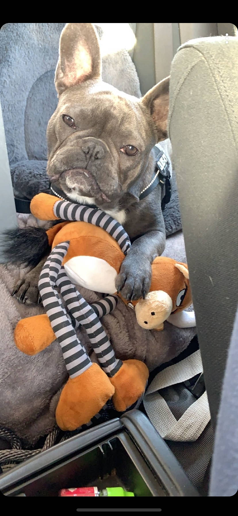 Yago participe au concours pour gagner de l'argent avec cette photo : ancient_dog_breeds, bulldog, canidae, carnivore, companion_dog, dog, dog_breed, fawn, french_bulldog, molosser, non_sporting_group, olde_english_bulldogge, plush, puppy, snout, toy_bulldog