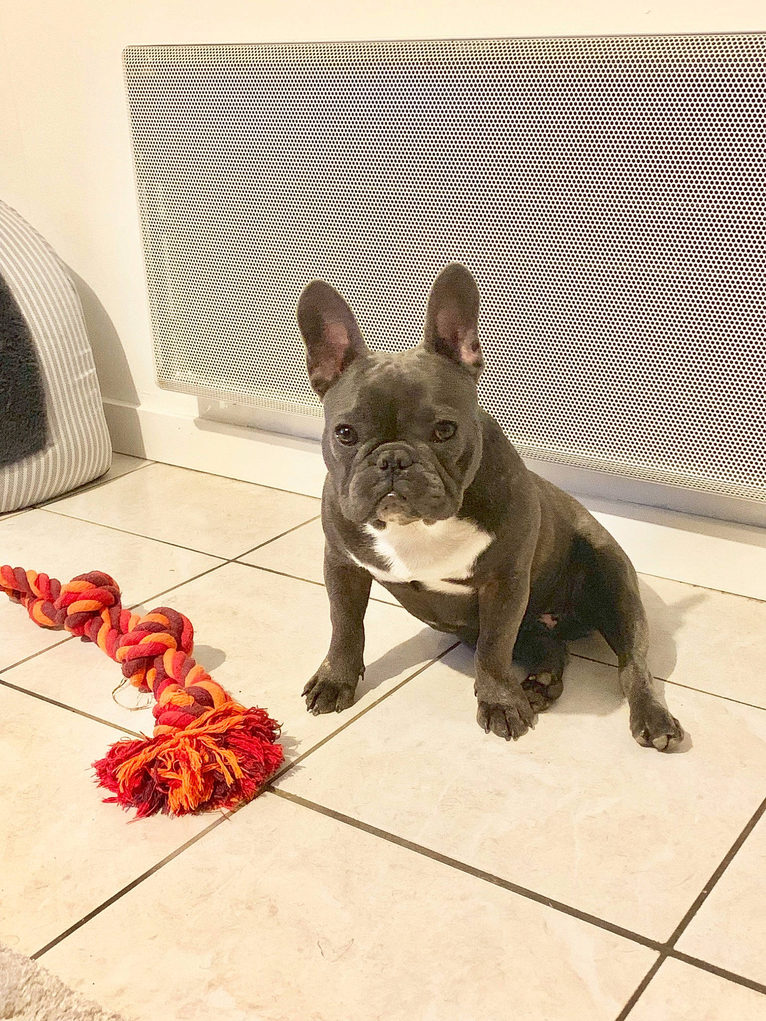 Yago a rejoint le concours — aidez-le/la à gagner de superbes lots ! bulldog, canidae, carnivore, companion_dog, dog, dog_breed, fawn, floor, french_bulldog, mammal, molosser, non_sporting_group, puppy, snout, tile, toy_bulldog, vertebrate