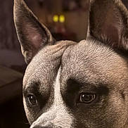 Caliber is registered to the contest to win money with this photo: animal, brown, canine, close_up, collar, date_display, dog, ears, expression, face, flashlight_icon, fur, indoor, lock_screen, looking, pet, phone_screen, portrait, time_display, white