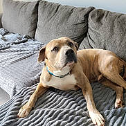 Rocky joined the competition — help win amazing prizes! animal, blanket, brown_dog, canine, collar, companion, couch, cozy, dog, domestic, furniture, heart_shape, home, indoor, living_room, mammal, pet, relaxed, resting, texture