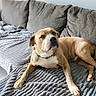 animal, blanket, brown_dog, canine, collar, companion, couch, cozy, dog, domestic, furniture, heart_shape, home, indoor, living_room, mammal, pet, relaxed, resting, texture