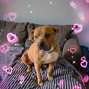 Rocky is registered to the contest to win money with this photo: dog, couch, blanket, indoor, pet, brown_dog, white_chest, collar, heart_overlay, sparkles, cozy, furniture, relaxing, animal, canine, domestic_animal, sitting, background_wall, soft_texture, love