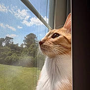Michifer is registered to the contest to win money with this photo: cat, orange_cat, white_cat, window, window_screen, sky, clouds, outdoor, nature, greenery, trees, whiskers, portrait, side_profile, pet, animal, sunlight, feline, curious, peaceful