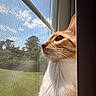 cat, orange_cat, white_cat, window, window_screen, sky, clouds, outdoor, nature, greenery, trees, whiskers, portrait, side_profile, pet, animal, sunlight, feline, curious, peaceful