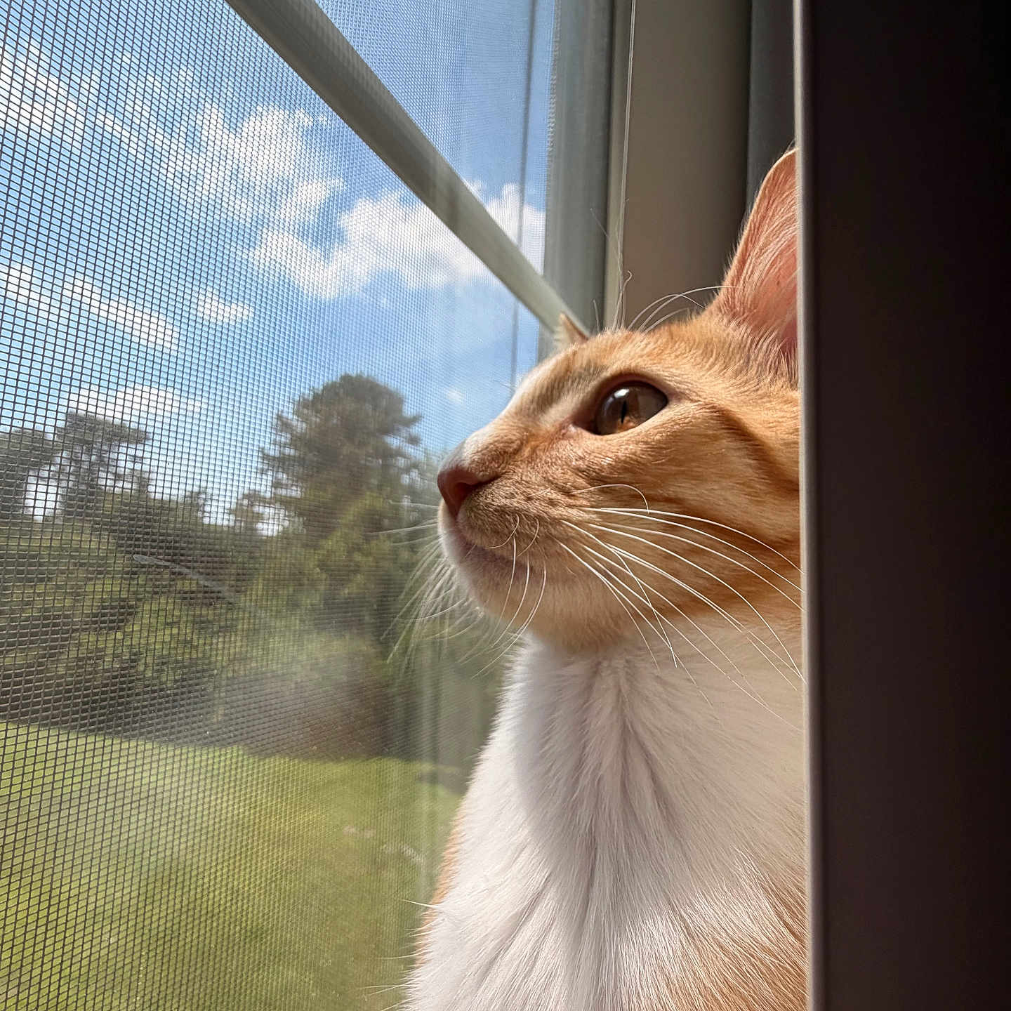 Michifer is registered to the contest to win money with this photo: cat, orange_cat, white_cat, window, window_screen, sky, clouds, outdoor, nature, greenery, trees, whiskers, portrait, side_profile, pet, animal, sunlight, feline, curious, peaceful
