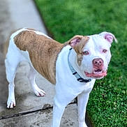 Bruno joined the competition — help win amazing prizes! dog, white, brown, pitbull, collar, sidewalk, grass, outdoor, pet, animal, canine, standing, looking, curious, paw_prints, daylight, nature, friendly, fur, ears