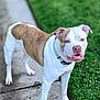 dog, white, brown, pitbull, collar, sidewalk, grass, outdoor, pet, animal, canine, standing, looking, curious, paw_prints, daylight, nature, friendly, fur, ears