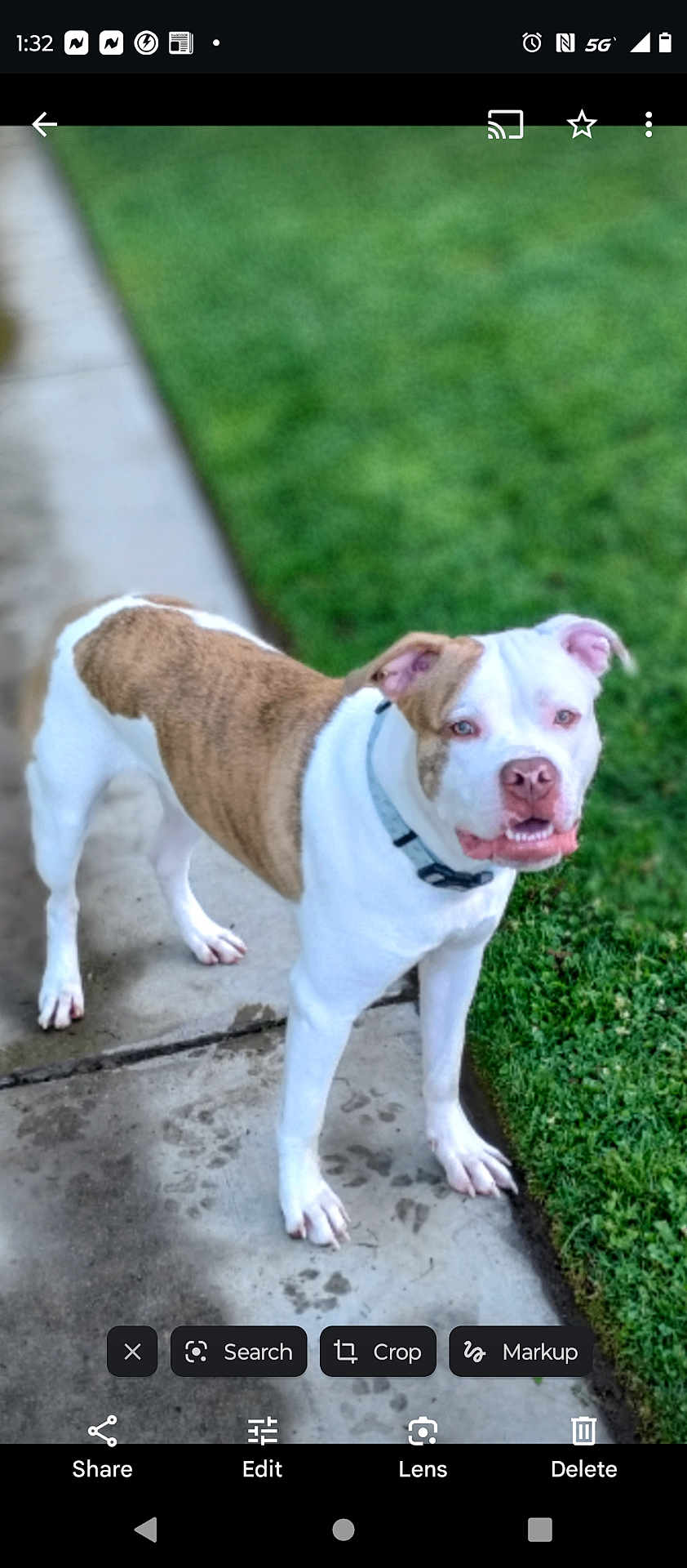 Bruno
