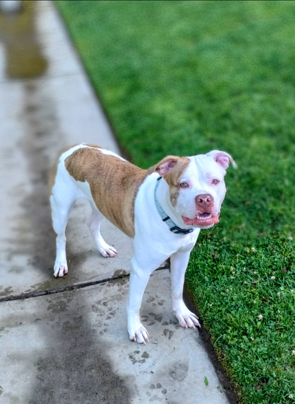 Bruno joined the competition — help win amazing prizes! ancient_dog_breeds, canidae, carnivore, collar, companion_dog, dog, dog_breed, dog_collar, fawn, grass, leash, non_sporting_group, snout, sporting_group, tail, terrestrial_animal, working_animal, working_dog