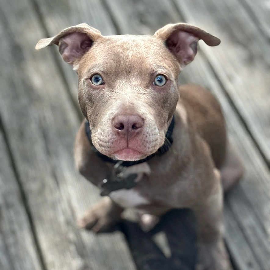 Major is registered to the contest to win money with this photo: animal, boardwalk, boxer, bridge, bulldog, canine, dog, face, frenchbulldog, head, hound, person, pet, pitbull, pointer, puppy, snout, water, waterfront, wood