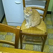 Minou participe au concours pour gagner de l'argent avec cette photo :