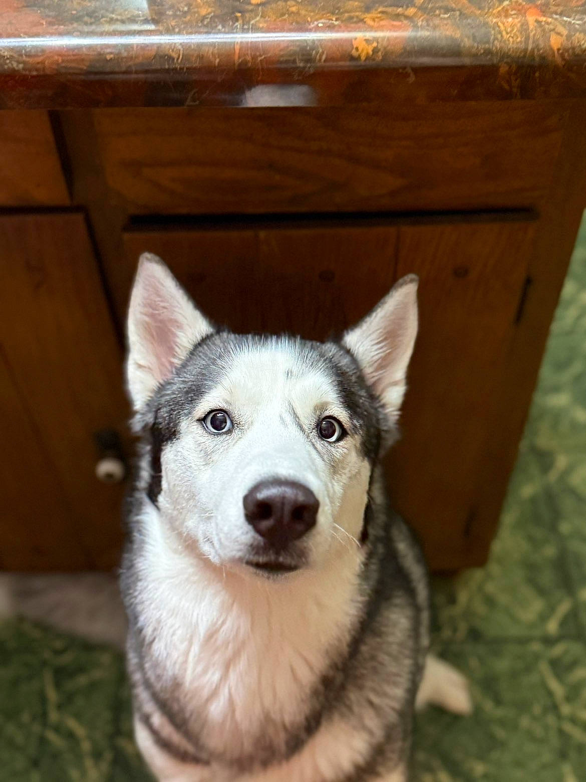 Nova