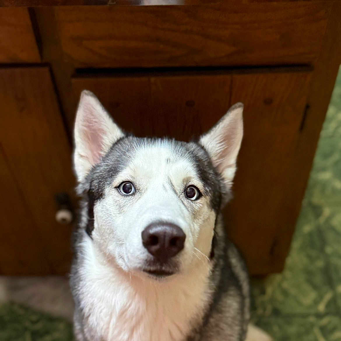 Nova