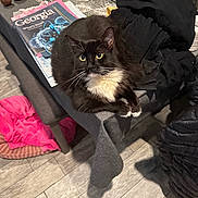 Lingling is registered to the contest to win money with this photo: animal, black_and_white, cat, cozy, curious, decorative_balls, domestic, eyes, fabric, feline, floor, fur, household, indoor, magazine, pet, relaxed, resting, table, whiskers