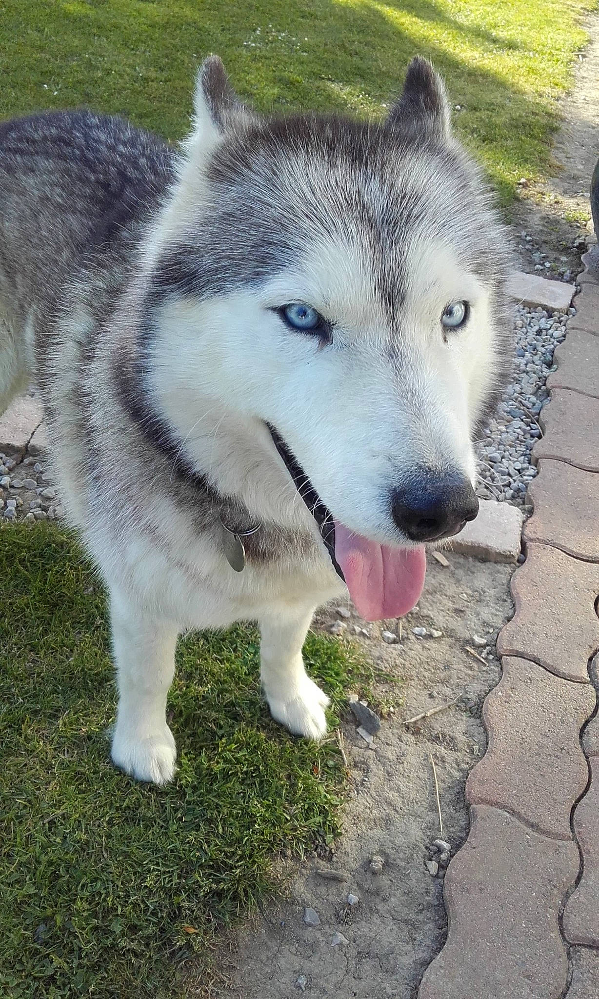 Nunuche participe au concours pour gagner de l'argent avec cette photo : alaskan_malamute, canadian_eskimo_dog, canidae, carnivore, dog, dog_breed, east_siberian_laika, greenland_dog, mammal, miniature_siberian_husky, native_american_indian_dog, northern_inuit_dog, saarloos_wolfdog, sakhalin_husky, seppala_siberian_sleddog, siberian_husky, sled_dog, tamaskan_dog, vertebrate, wolfdog