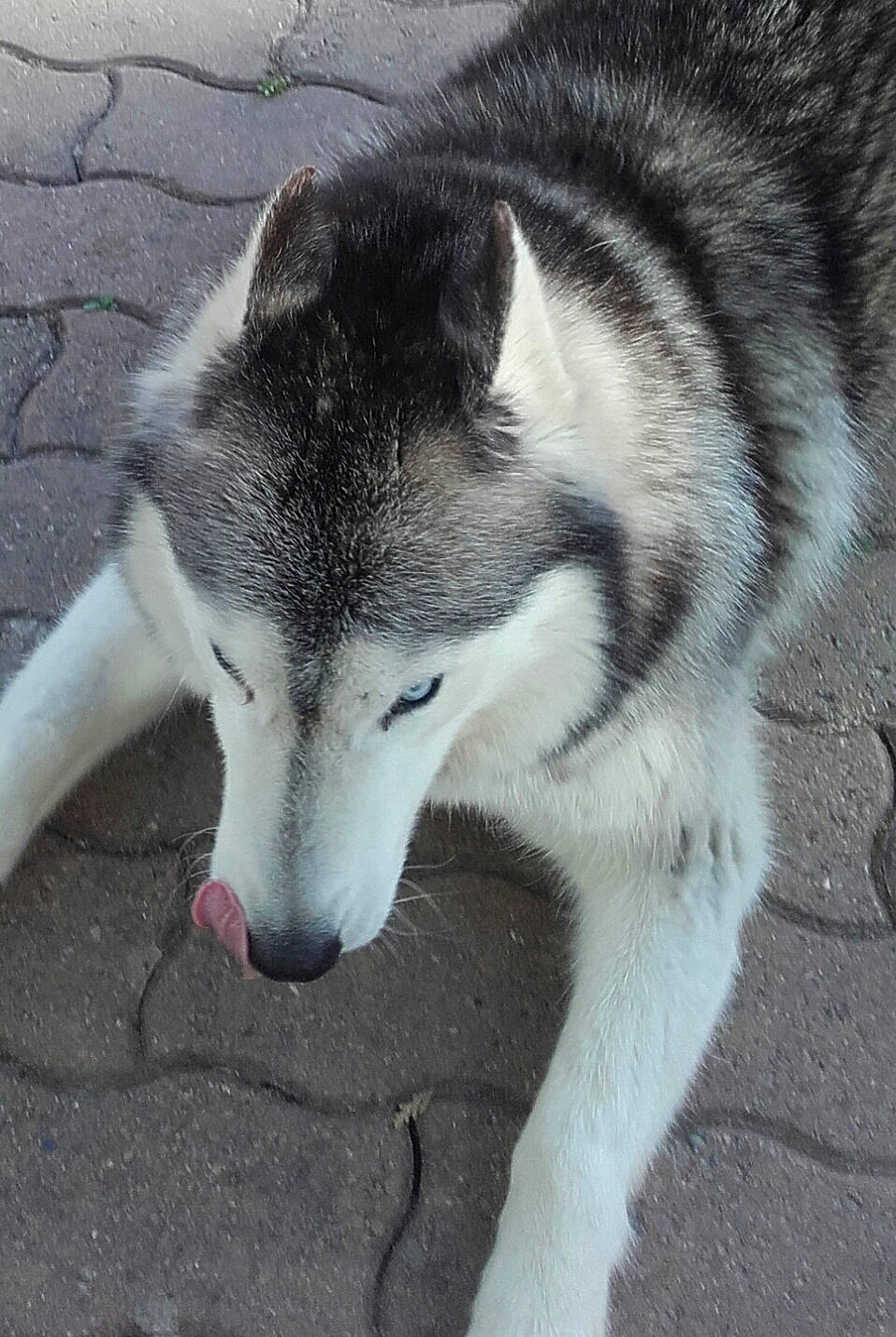 Nunuche a rejoint le concours — aidez-le/la à gagner de superbes lots ! alaskan_malamute, canadian_eskimo_dog, canidae, canis, carnivore, dog, dog_breed, east_siberian_laika, mammal, native_american_indian_dog, northern_inuit_dog, saarloos_wolfdog, sakhalin_husky, seppala_siberian_sleddog, siberian_husky, sled_dog, snout, tamaskan_dog, vertebrate, wolfdog