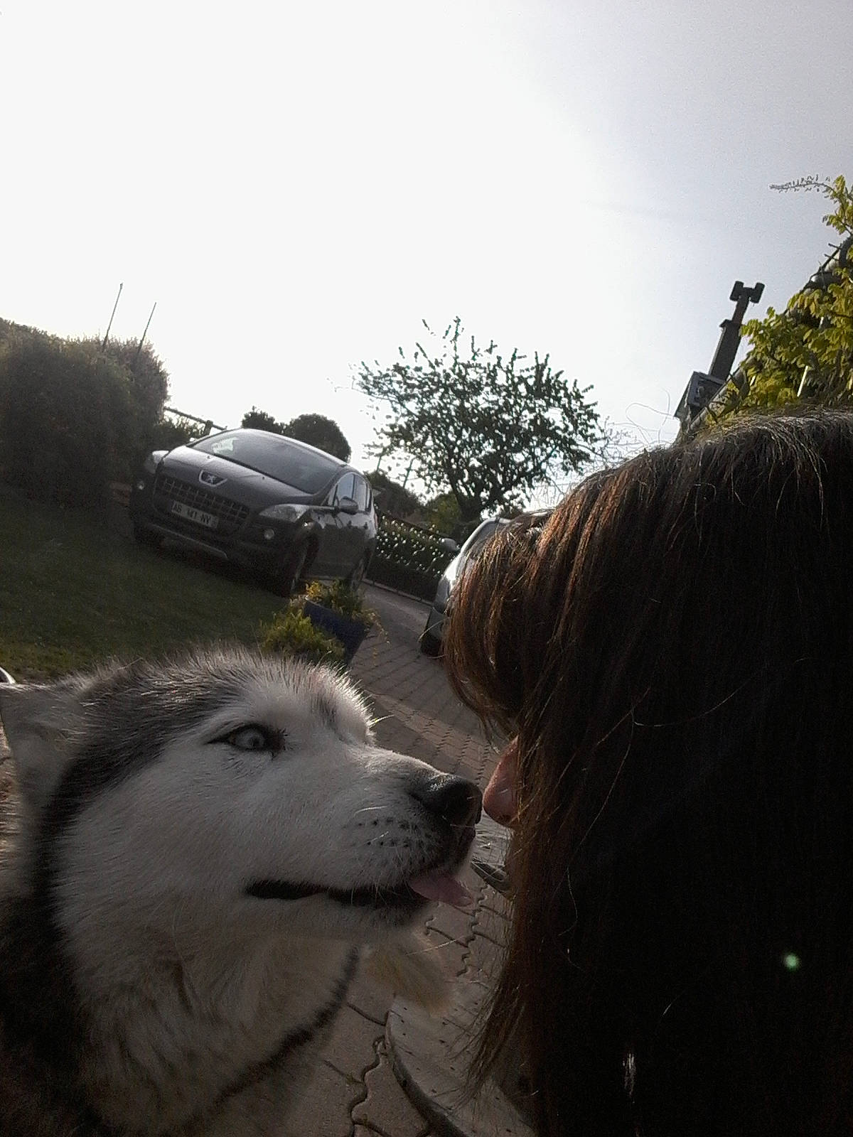 Nunuche participe au concours pour gagner de l'argent avec cette photo : alaskan_malamute, canidae, carnivore, dog, dog_breed, samoyed, siberian_husky, sky, vehicle, wolfdog, working_dog