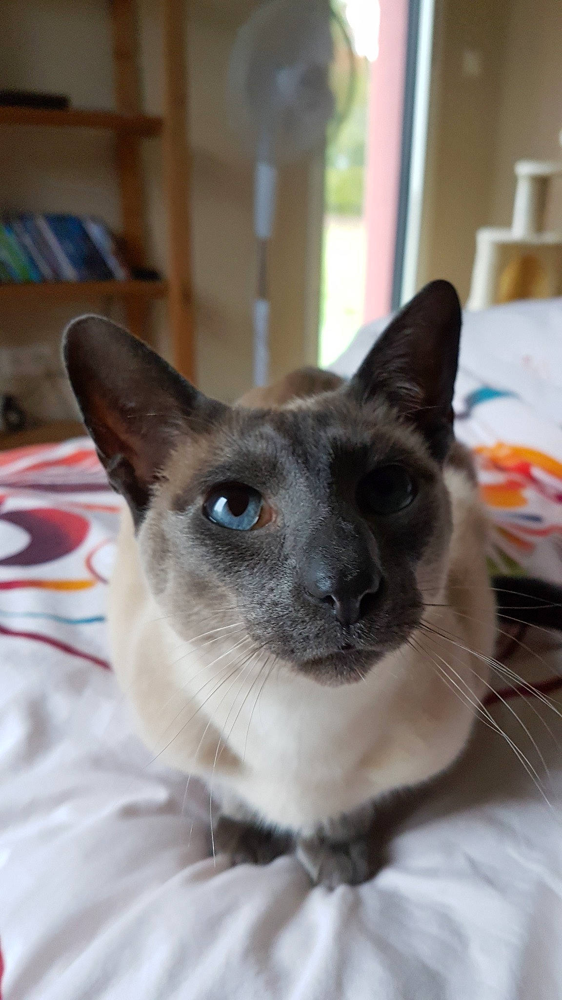 Tibou participe au concours pour gagner de l'argent avec cette photo : burmese, carnivore, cat, cornish_rex, felidae, german_rex, javanese, mammal, oriental_shorthair, rex_cat, siamese, small_to_medium_sized_cats, snout, thai, tonkinese, vertebrate, whiskers