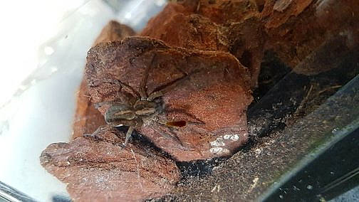 Curly a rejoint le concours — aidez-le/la à gagner de superbes lots ! amphibian, cuisine, dish