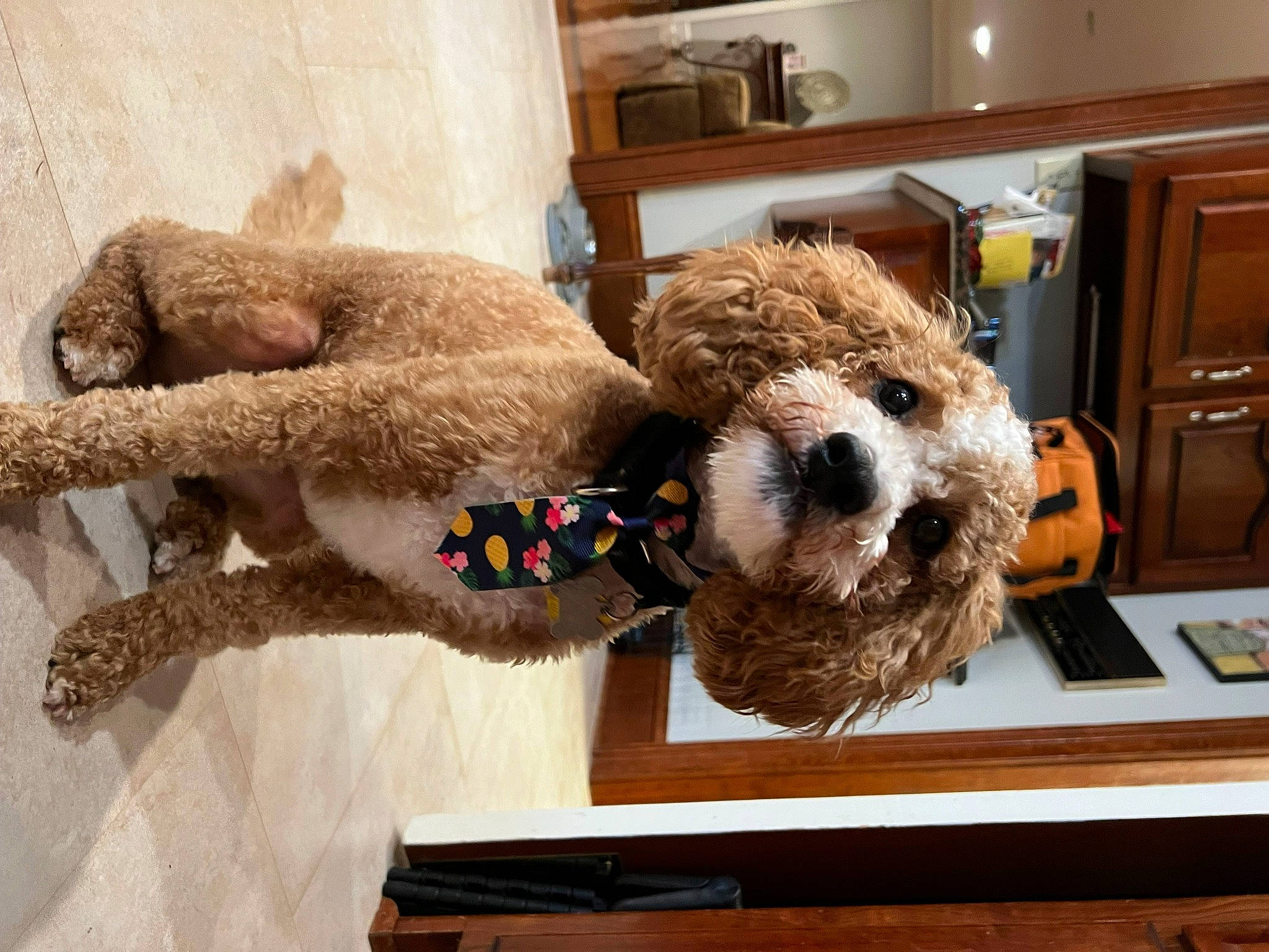 Bob joined the competition — help win amazing prizes! cabinetry, canidae, carnivore, companion_dog, cupboard, fur, home_appliance, kitchen_appliance, mammal, plush, refrigerator, room, shelf, sporting_group, stuffed_toy, sunglasses, teddy_bear, toy, vertebrate, wood